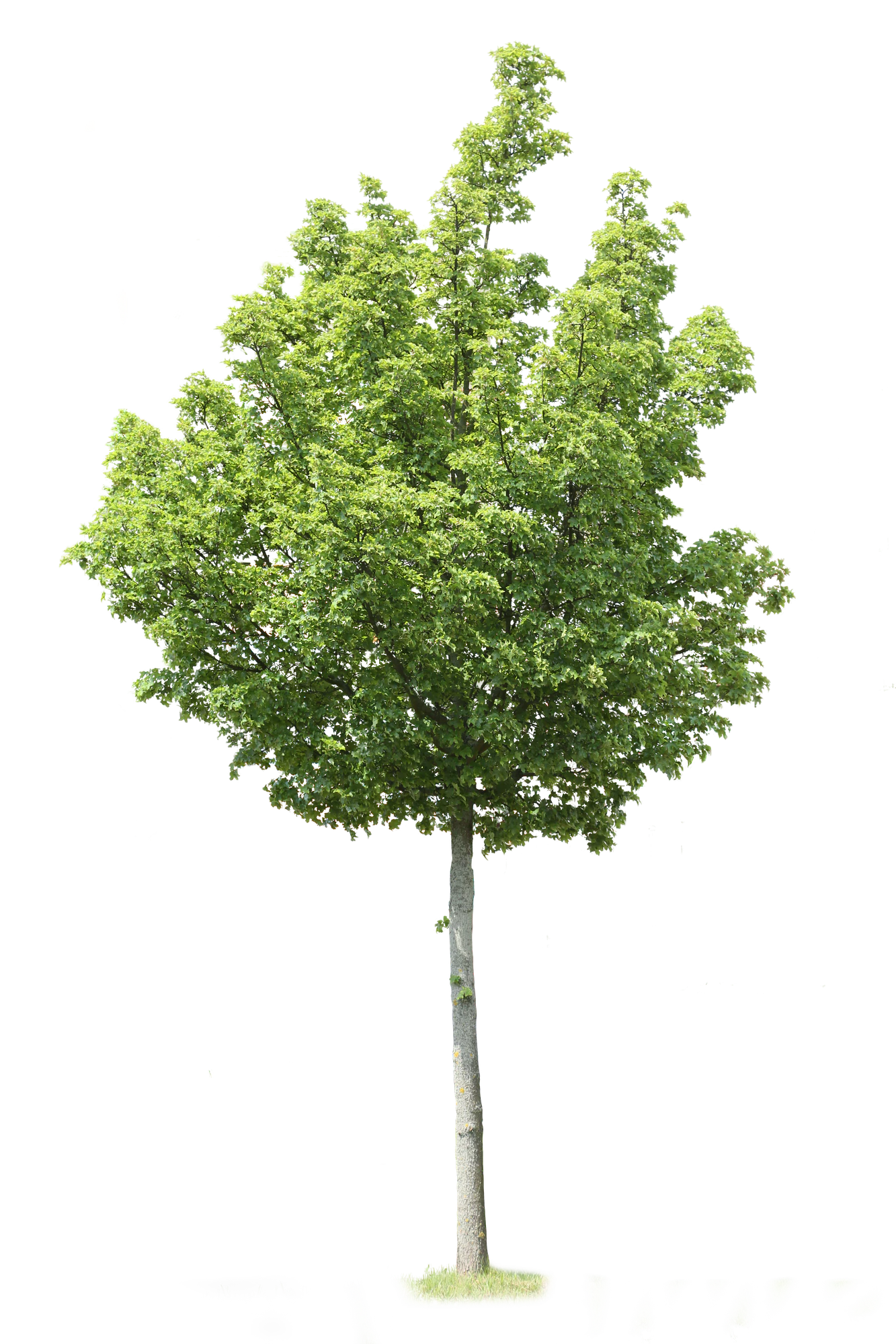 tree m 017 — Скачать