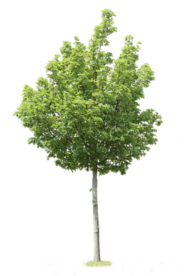 tree m 017 — Скачать