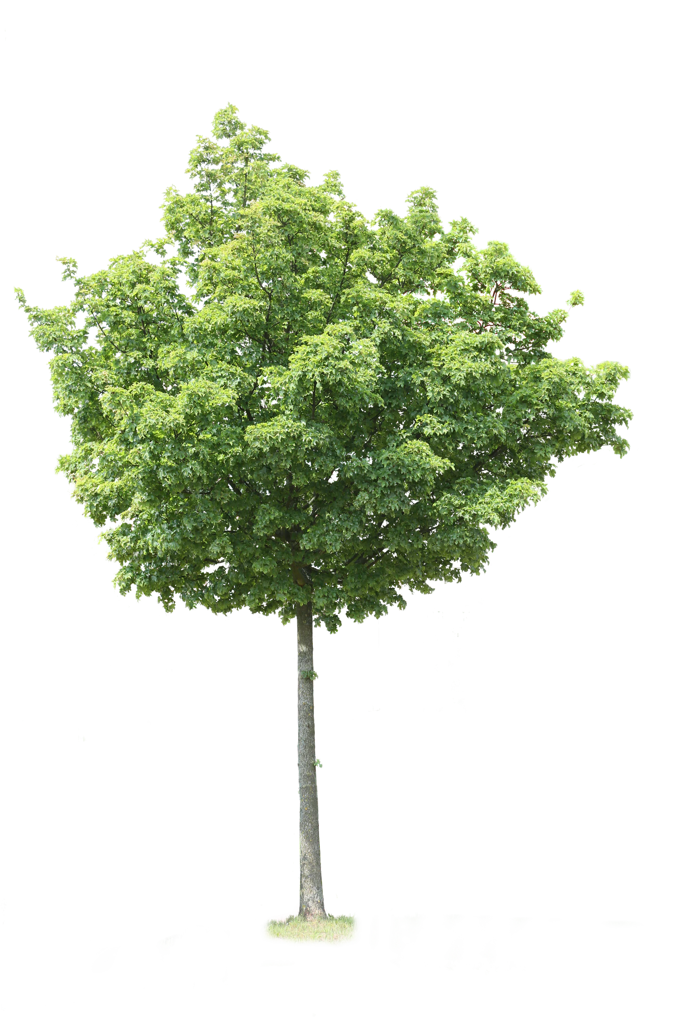tree m 018 — Скачать