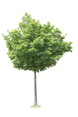 tree m 018 — Скачать