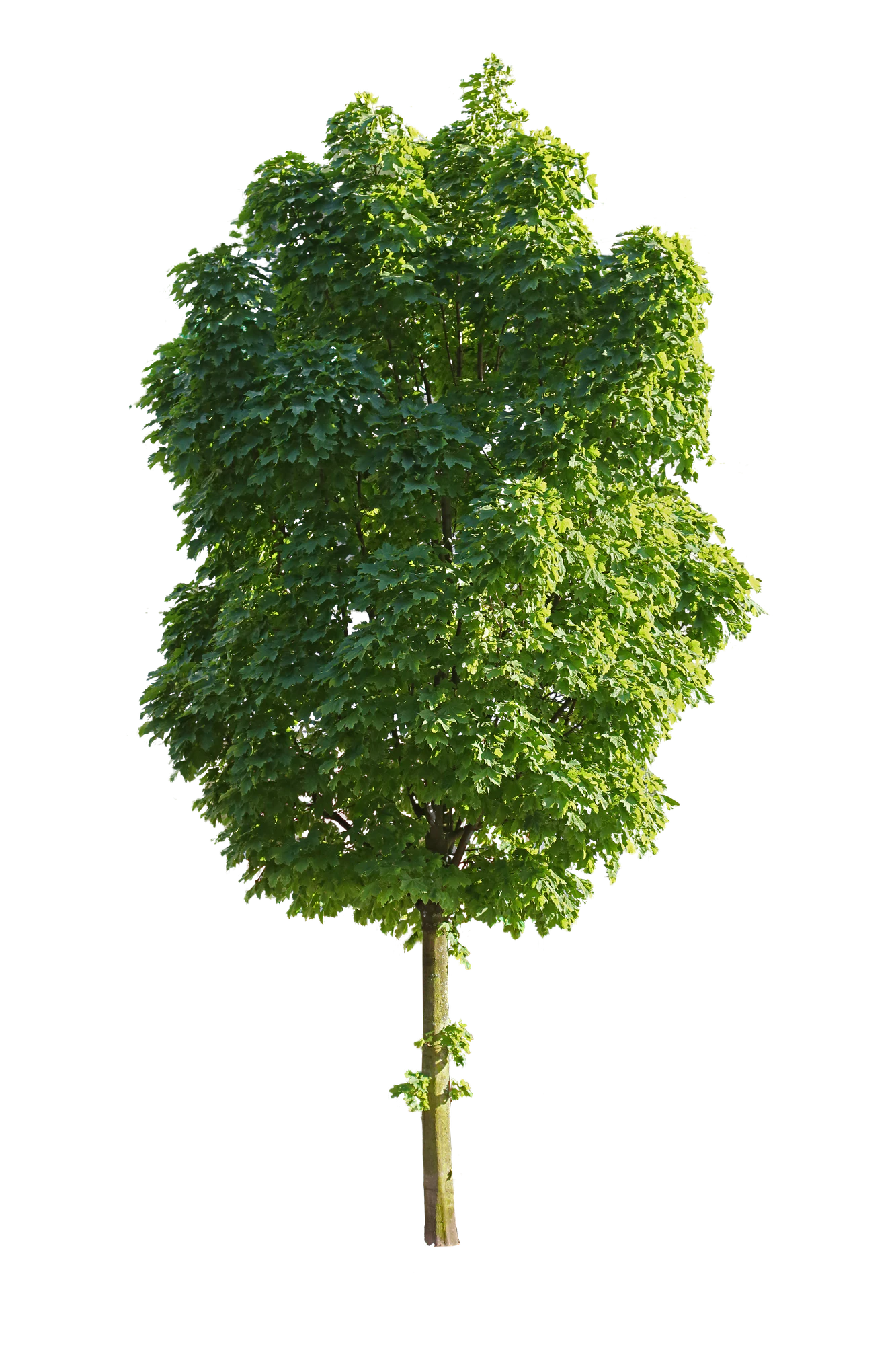 tree m 019 — Скачать