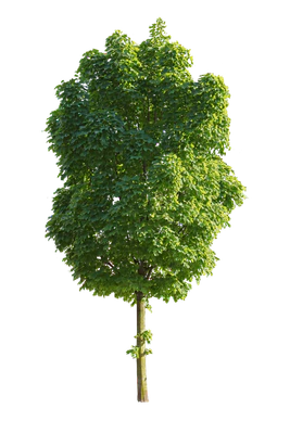 tree m 019 — Скачать