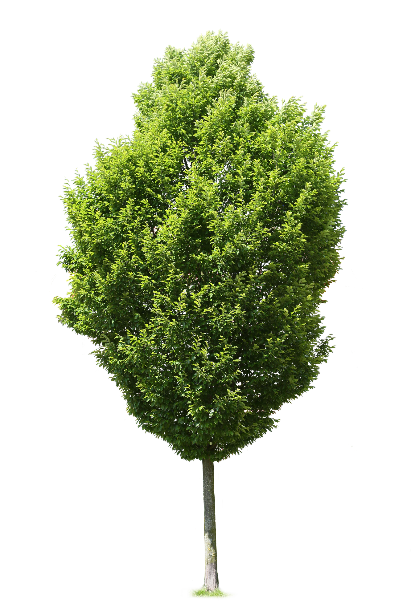 tree m 020 — Descargar