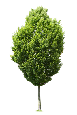 tree m 020 — Descargar