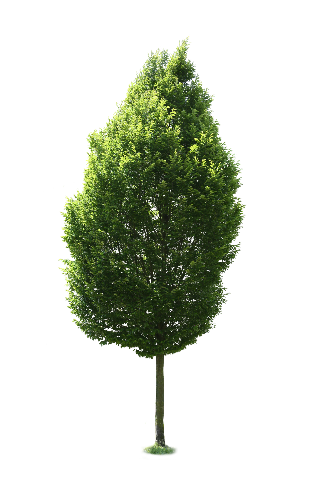 tree m 021 — Descargar