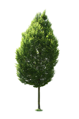 tree m 021 — Descargar