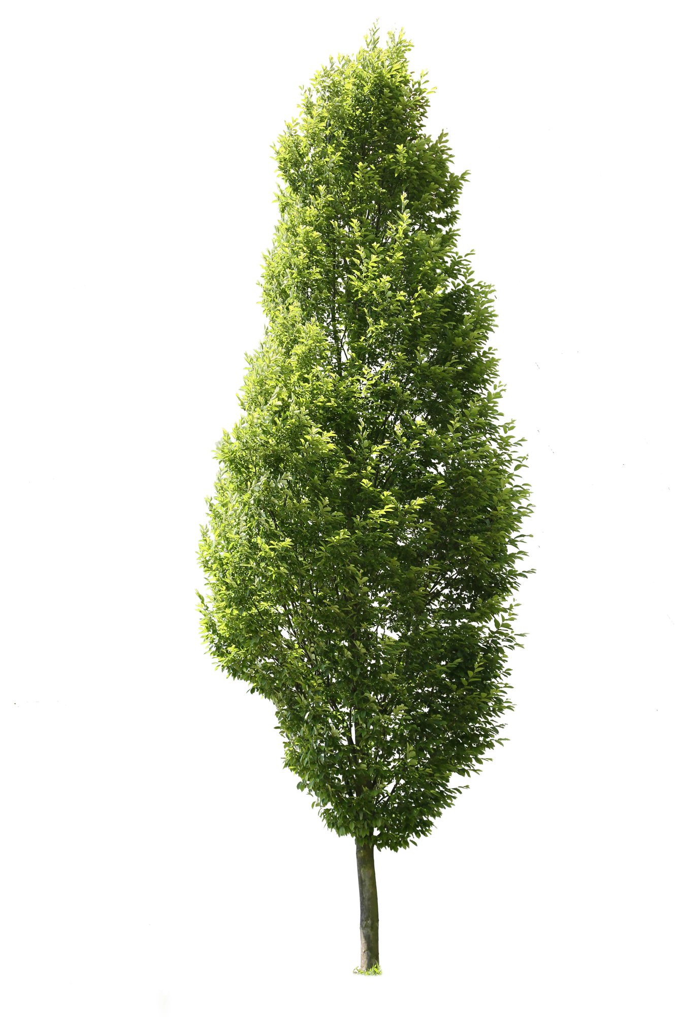 tree m 022 — Descargar