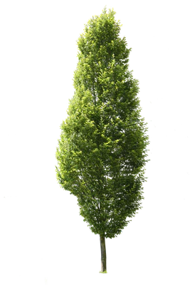 tree m 022 — Descargar