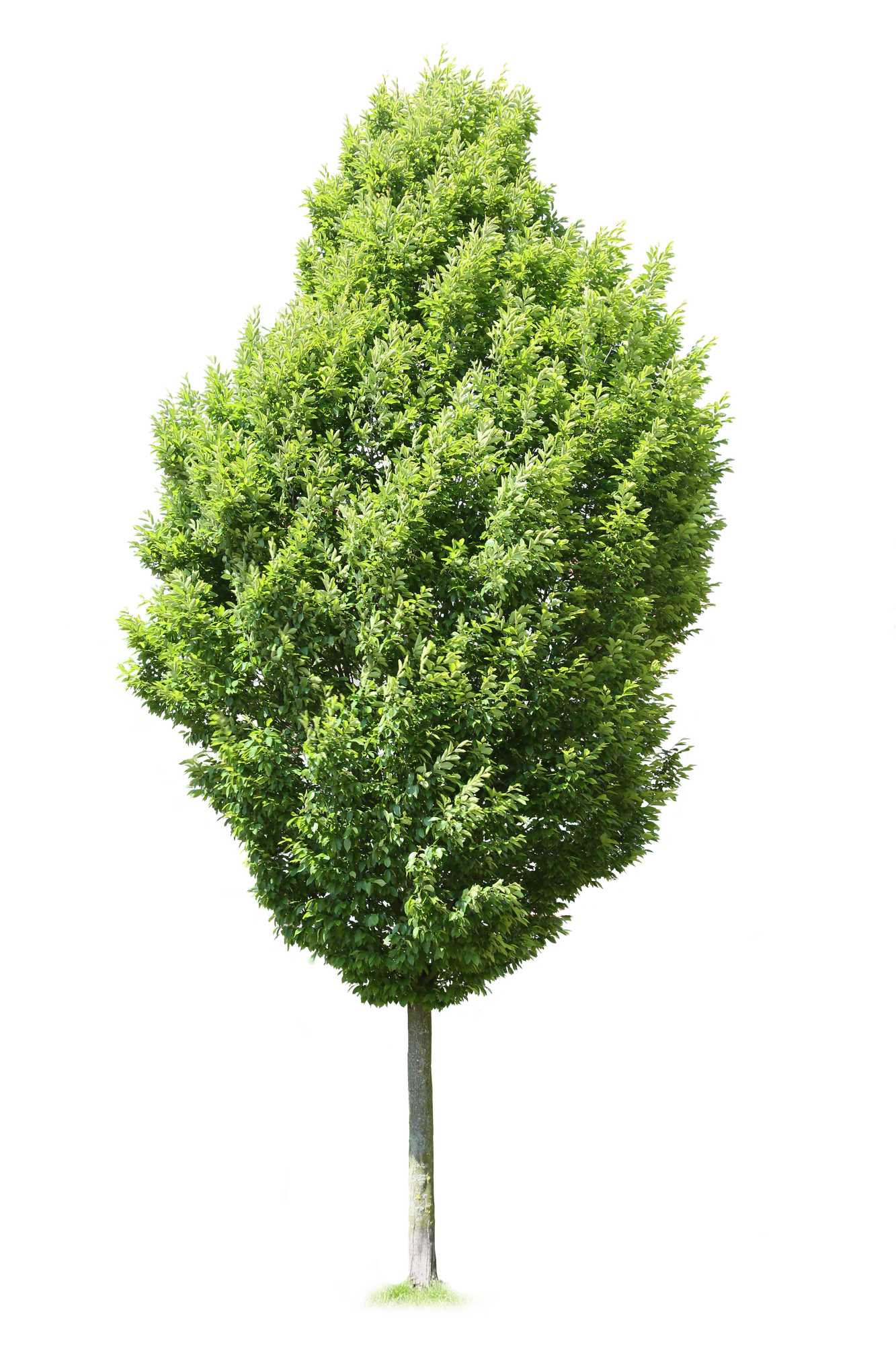 tree m 023 — Скачать