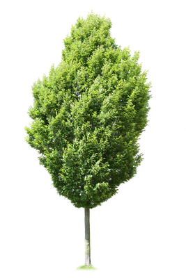 tree m 023 — Скачать
