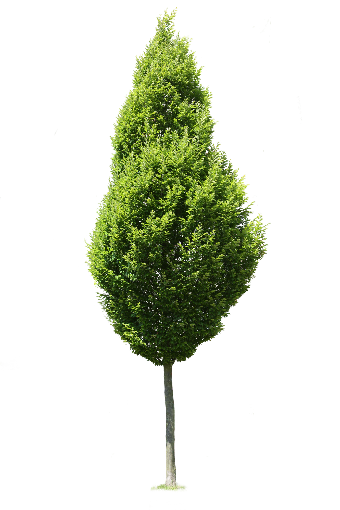 tree m 024 — Скачать