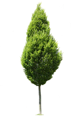 tree m 024 — Скачать