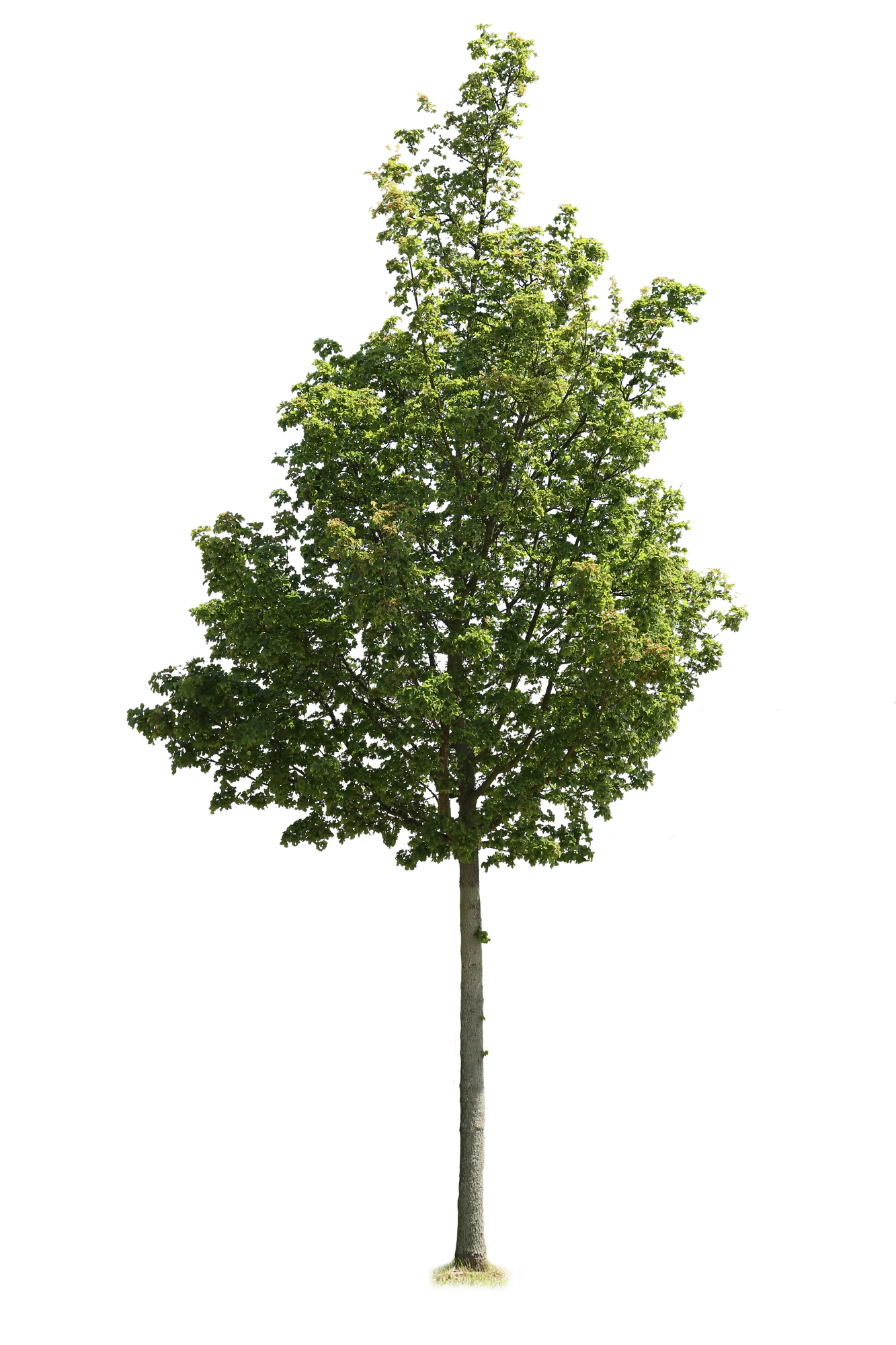 tree m 025 — Descargar