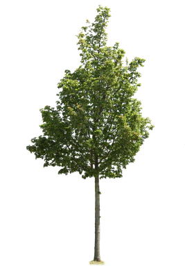 tree m 025 — Descargar