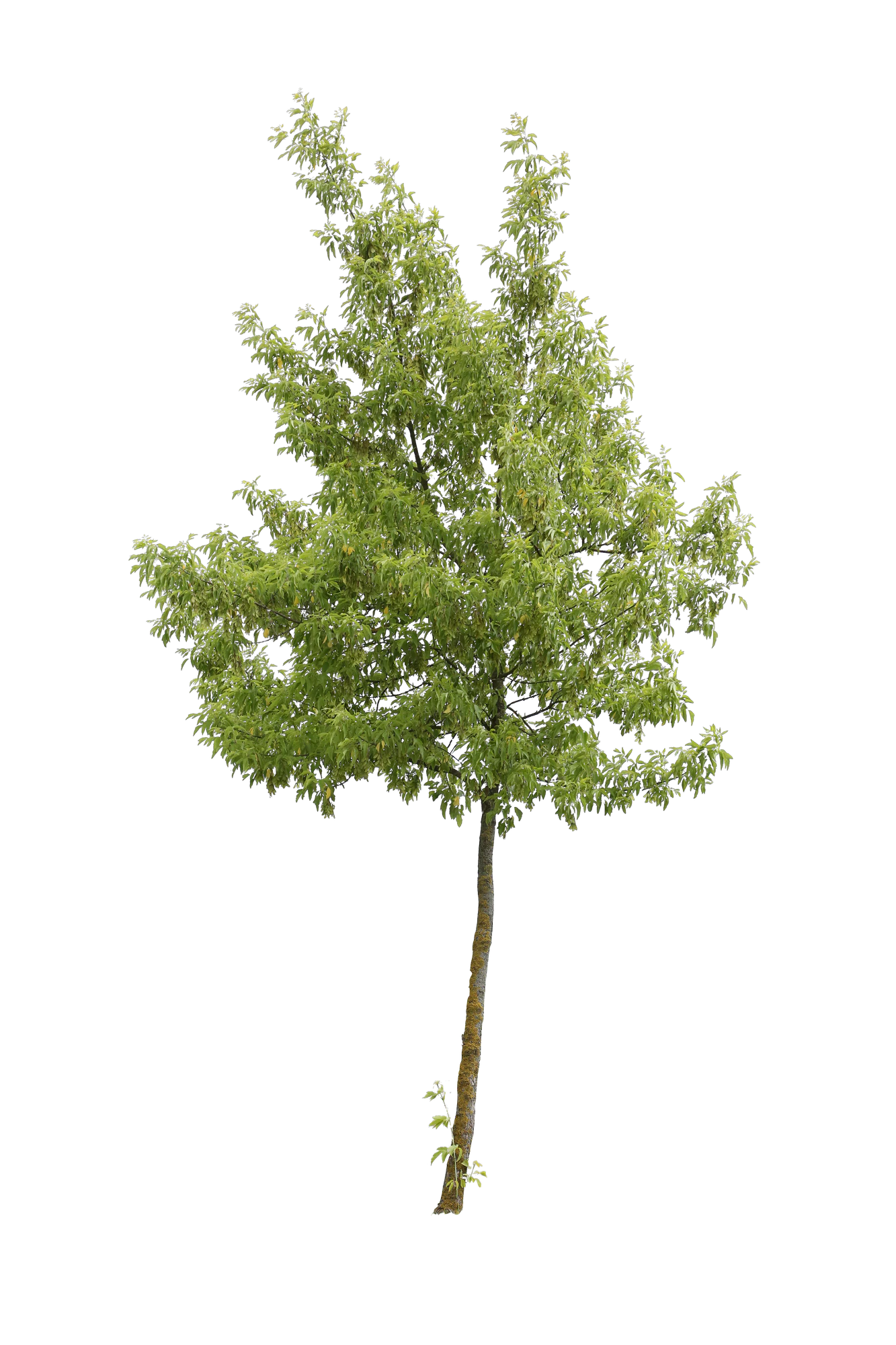tree m 026 — Скачать