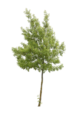 tree m 026 — Скачать