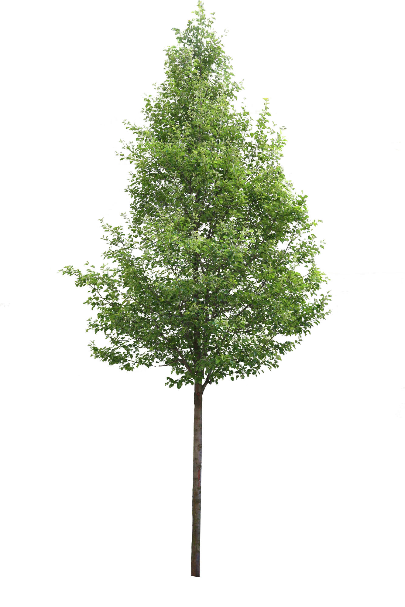 tree m 027 — Descargar