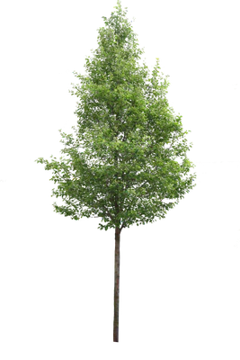 tree m 027 — Descargar