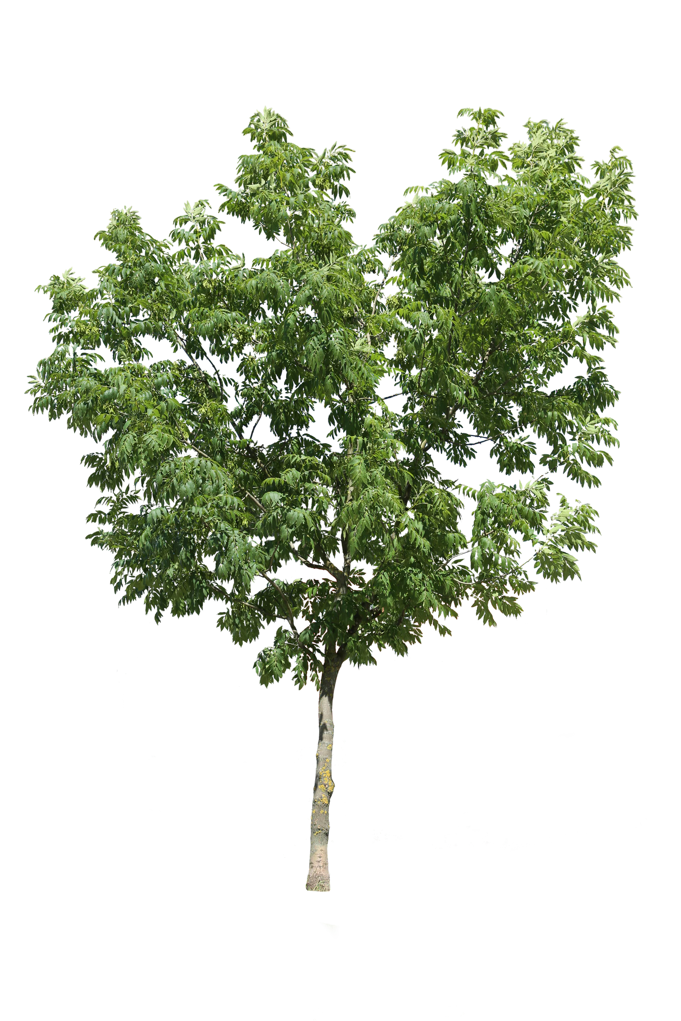 tree m 028 — Скачать