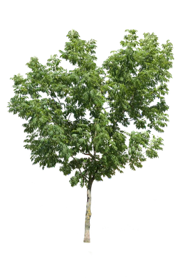 tree m 028 — Скачать