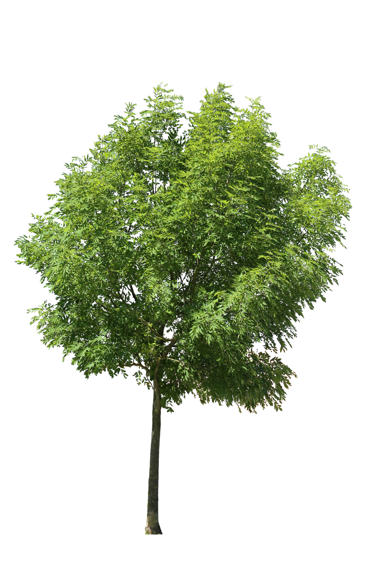tree m 029 — Descargar