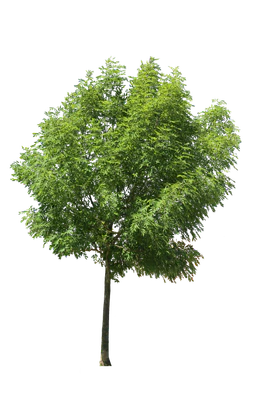 tree m 029 — Descargar