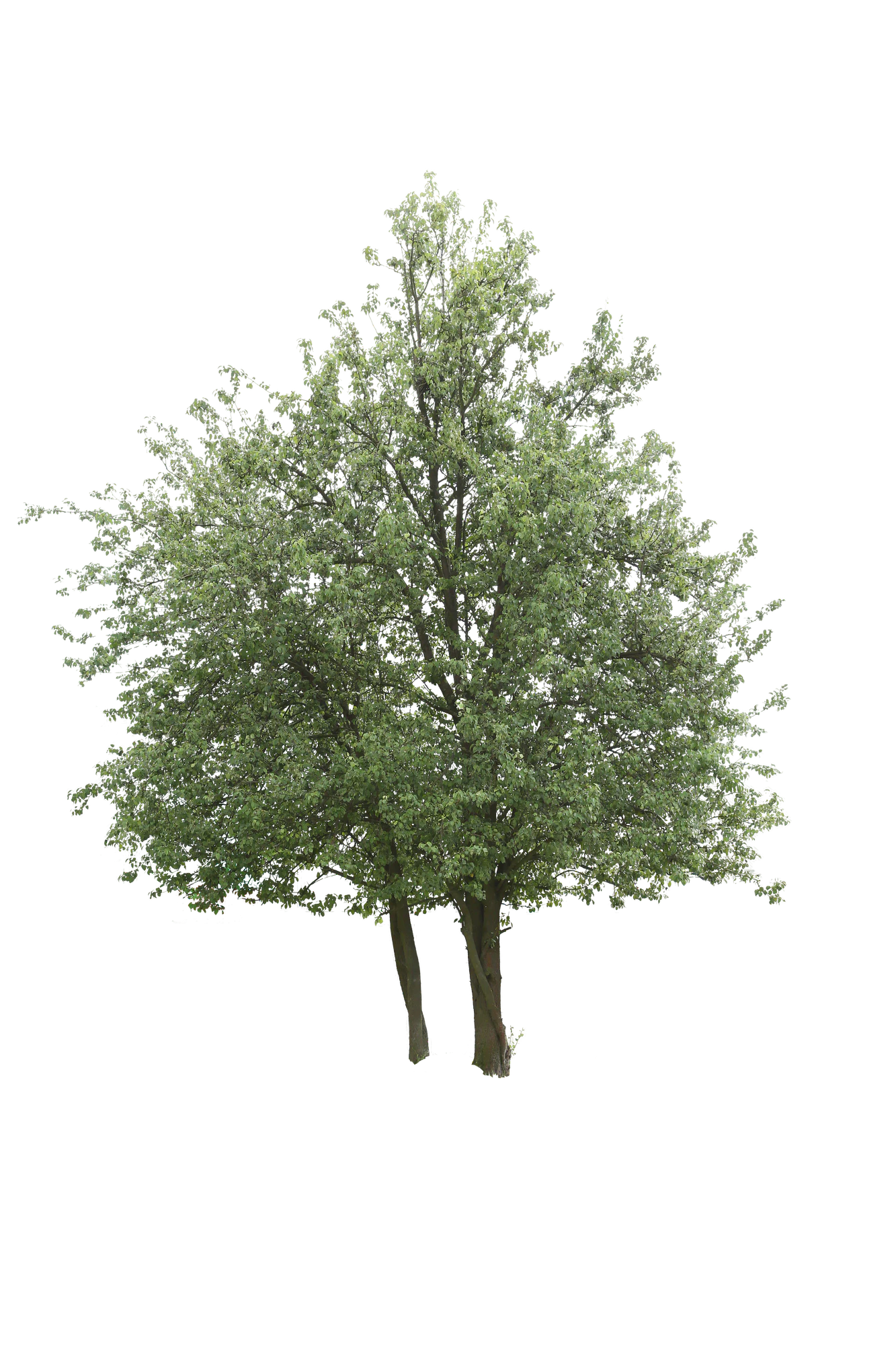tree m 030 — Скачать