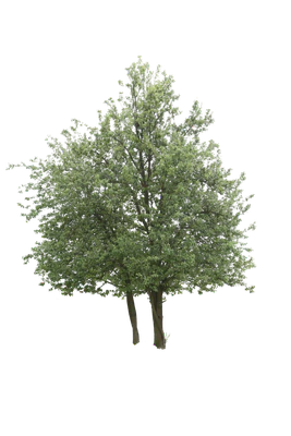tree m 030 — Скачать