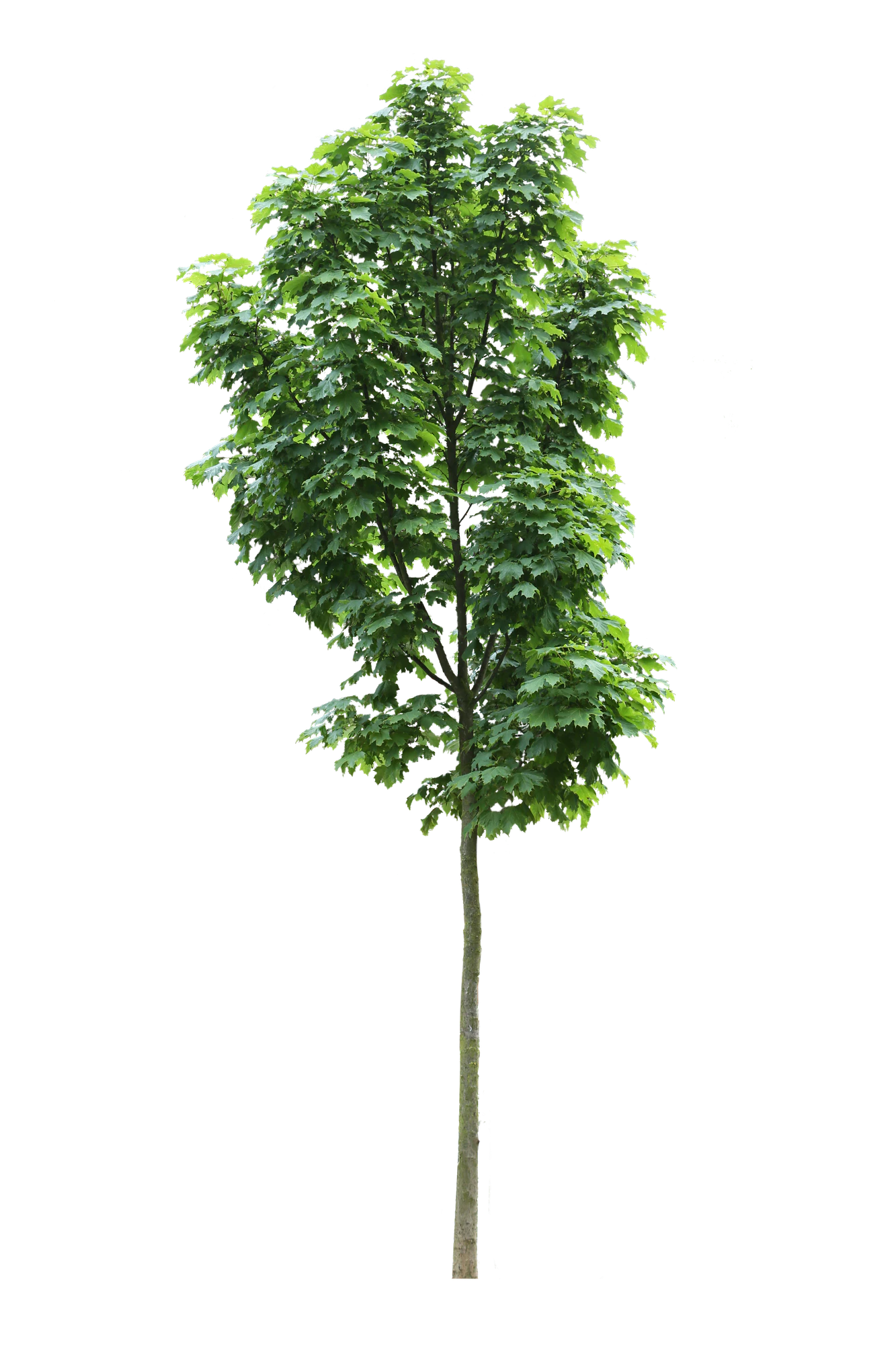 tree s 001 — Descargar
