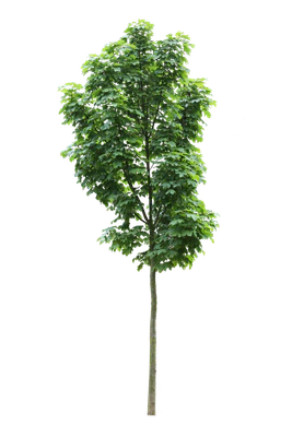tree s 001 — Descargar
