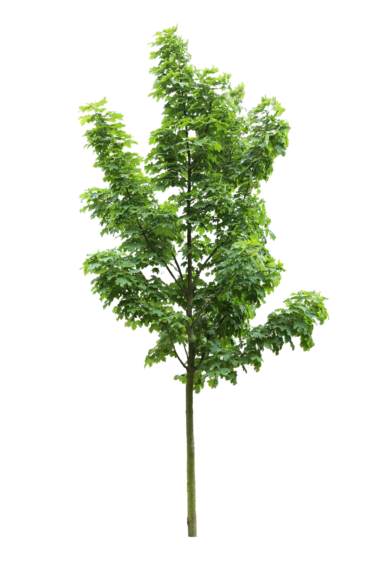 tree s 002 — Descargar