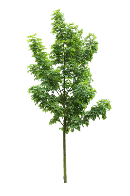 tree s 002 — Descargar