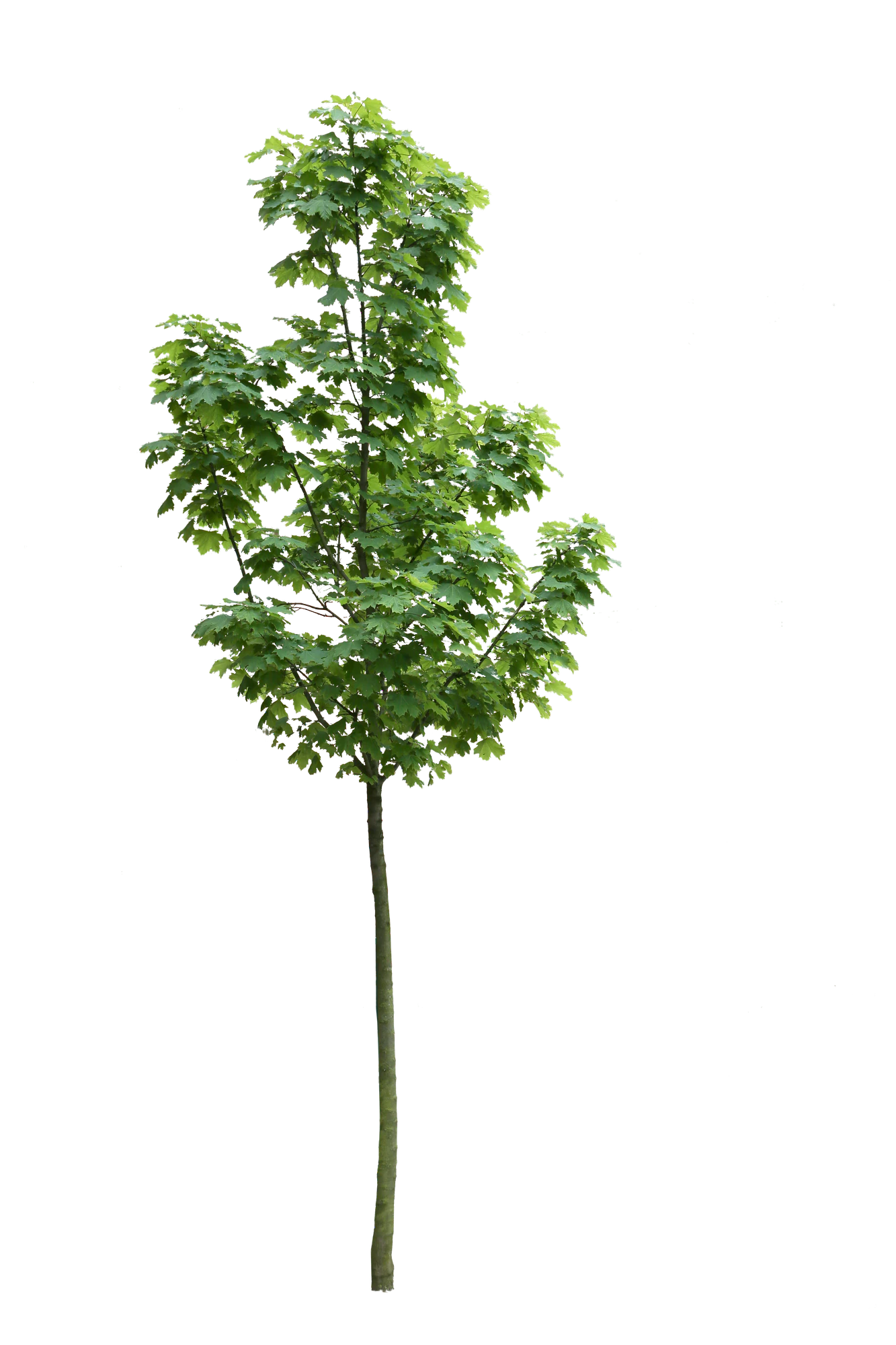 tree s 003 — Скачать