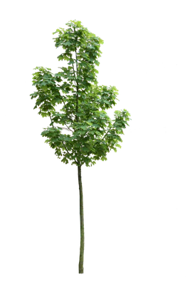tree s 003 — Скачать