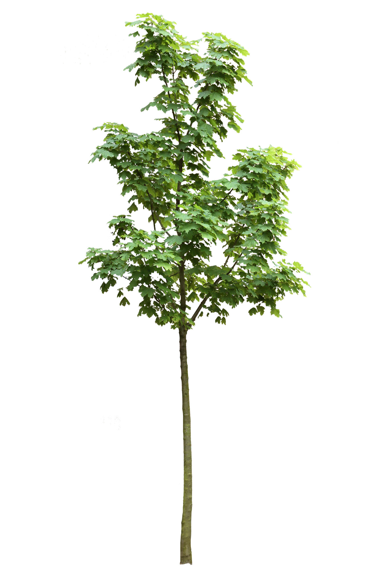 tree s 004 — Descargar