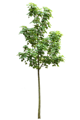 tree s 004 — Descargar
