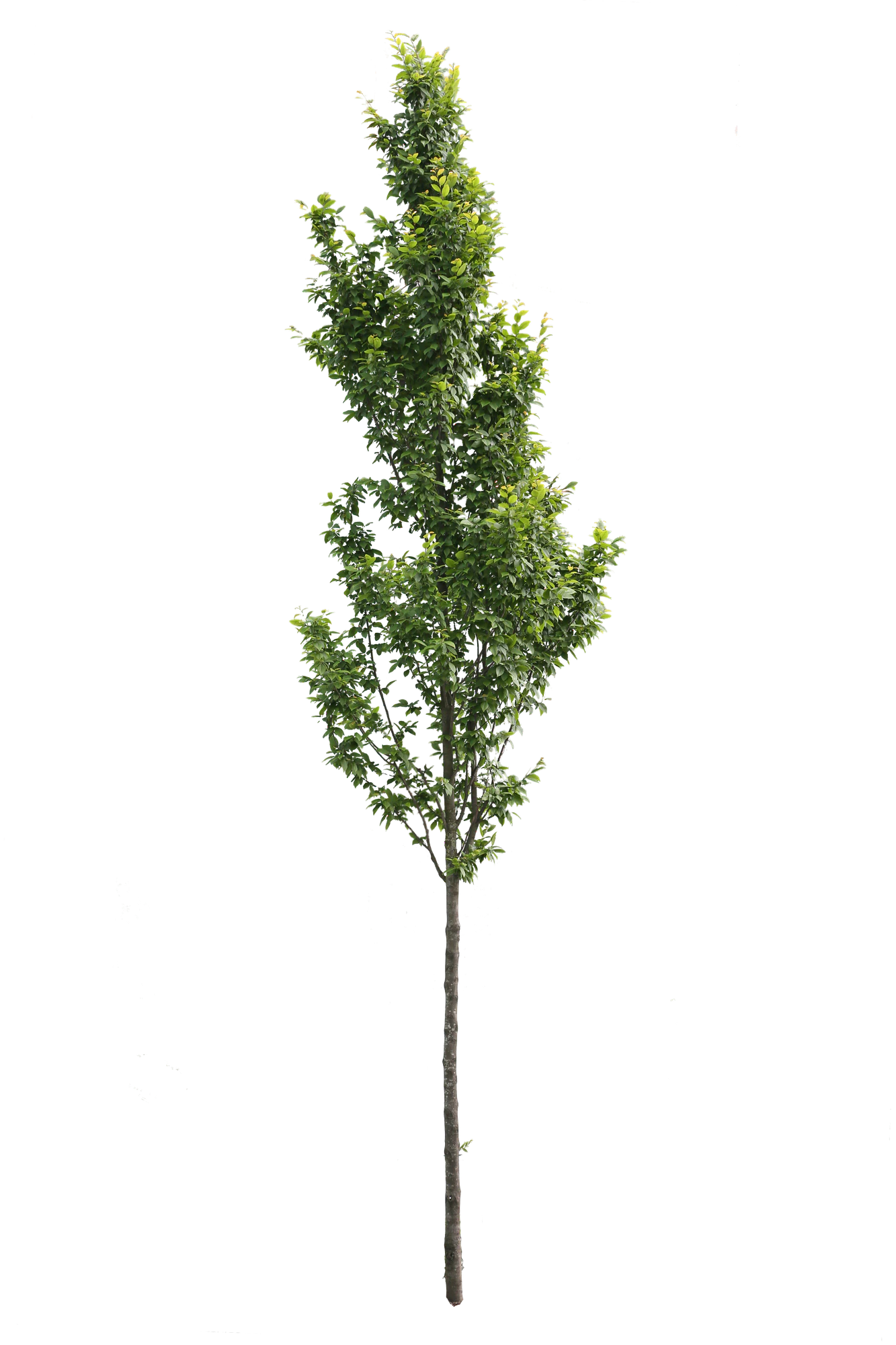 tree s 005 — Descargar