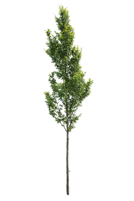 tree s 005 — Descargar