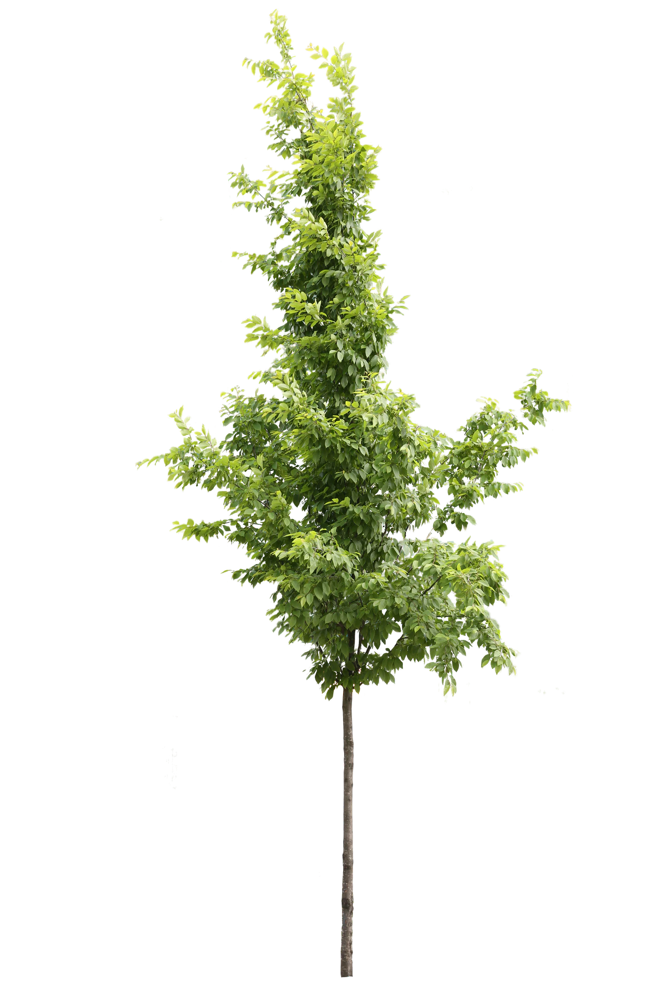 tree s 006 — Descargar