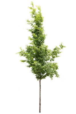 tree s 006 — Descargar