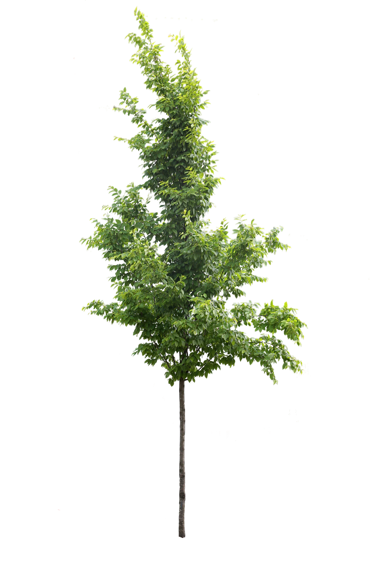 tree s 007 — Download