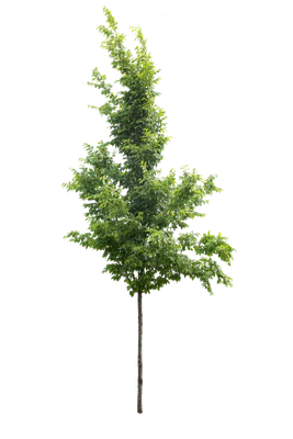 tree s 007 — Download