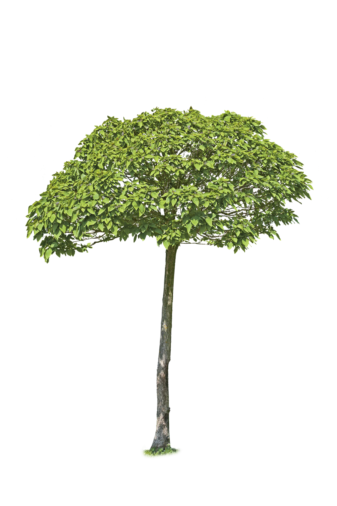 tree s 008 — Descargar