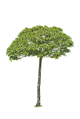 tree s 008 — Descargar