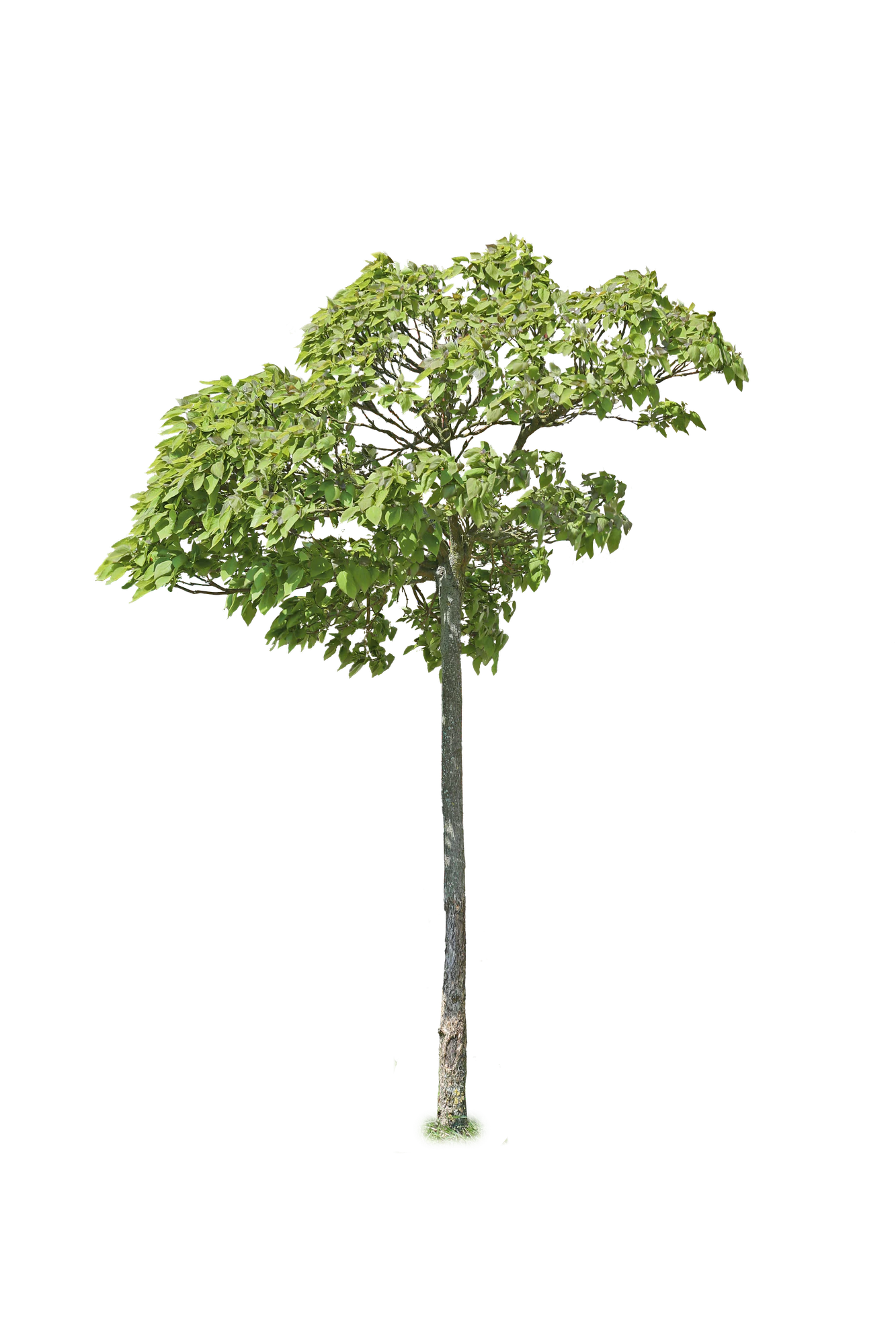 tree s 009 — Скачать
