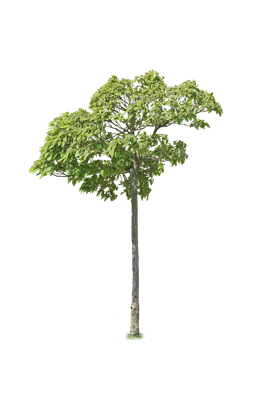 tree s 009 — Скачать