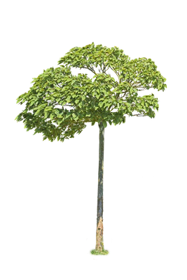tree s 010 — Descargar