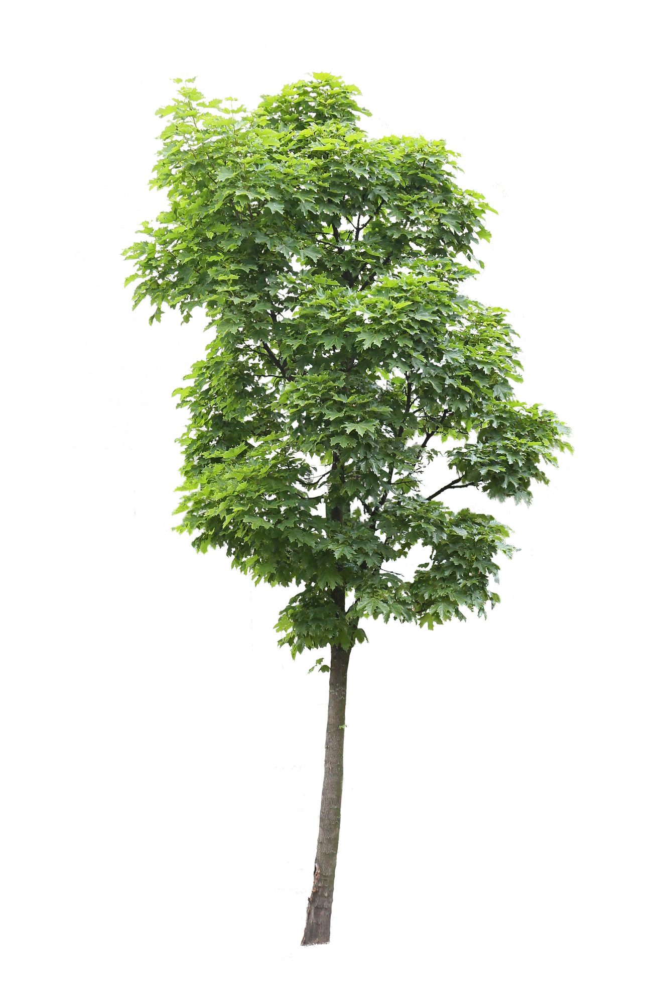 tree s 011 — Descargar
