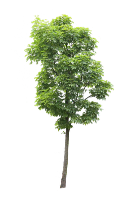 tree s 011 — Descargar