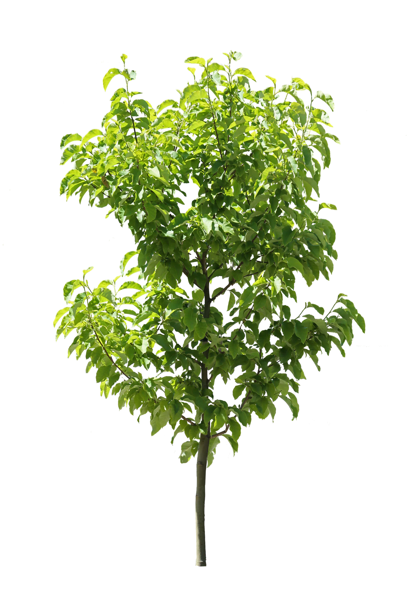 tree s 012 — Descargar
